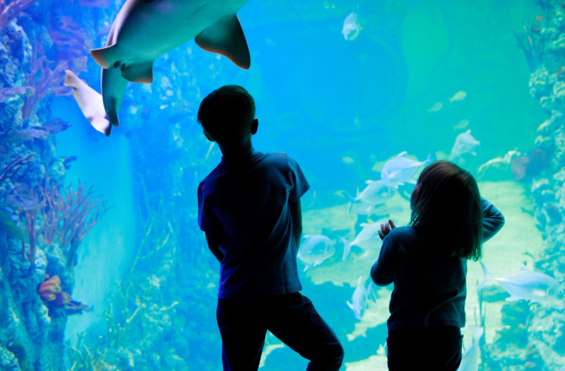 Two small children watching a shark swim at an aquarium.
